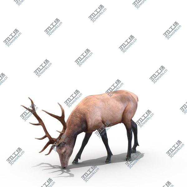 images/goods_img/20210312/Elk Rigged for Cinema 4D/3.jpg